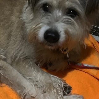 ミックス犬　大型犬10歳