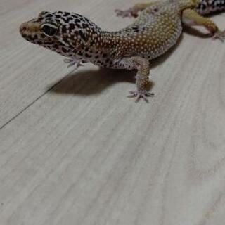 レオパ引き取ってください