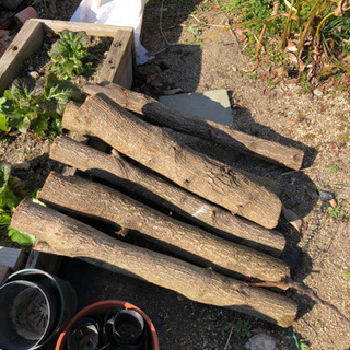 椎茸の原木の画像