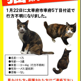 助けて下さい。猫探しています