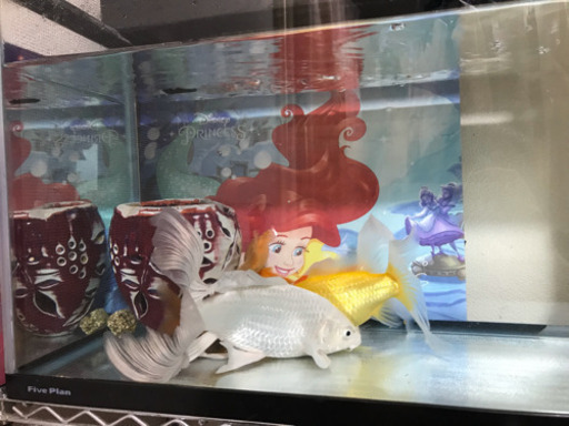 金魚6匹&循環型水槽大サイズセット！！