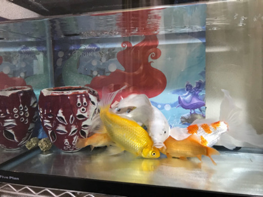 金魚6匹&循環型水槽大サイズセット！！