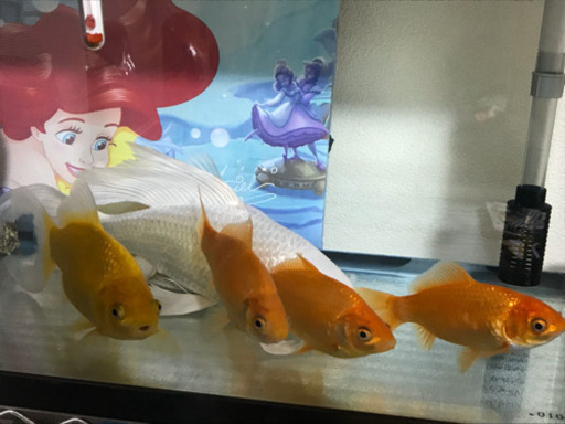 金魚6匹&循環型水槽大サイズセット！！