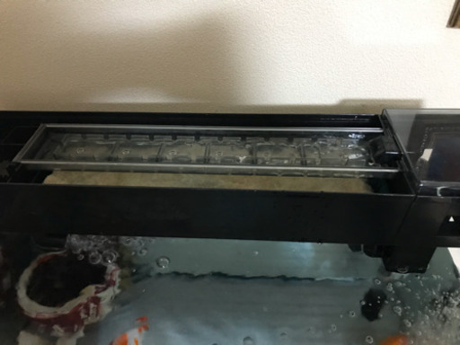 金魚6匹&循環型水槽大サイズセット！！