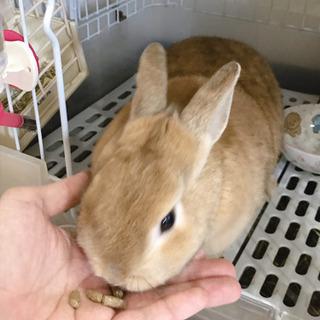 ミニうさぎ里親募集