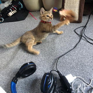 猫好き！ - 友達