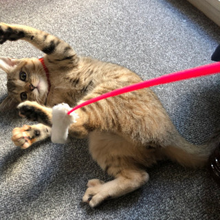 猫好き！ - 墨田区