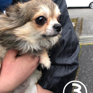 新しい家族を募集しています。 - 犬