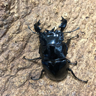 クワガタブリーダー募集
