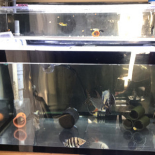 水槽90x2/60x1フルセット 生体込み 予備品多数