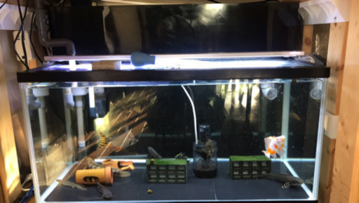 水槽90x2/60x1フルセット 生体込み 予備品多数