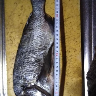 久留米近辺の釣り仲間、誰かいませんか