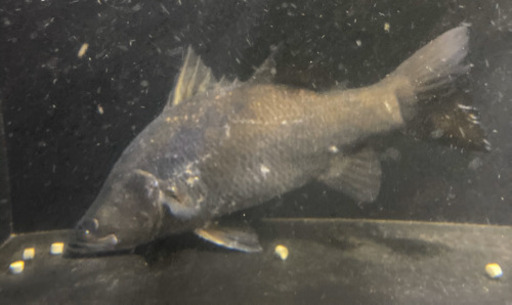 オーストラリアバラマンディ　シーパーチー