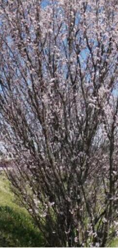 天童市産啓翁桜30本80cm前後