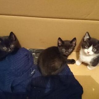 生後1ヶ月半(飼い猫)男の子※全匹決まりました。