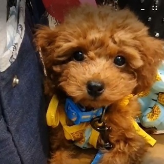[犬友]ワンちゃん友達(⋈◍＞◡＜◍)。✧♡韓国が好きな方も是非...