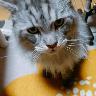 新しい家族になってくださる方を探しております