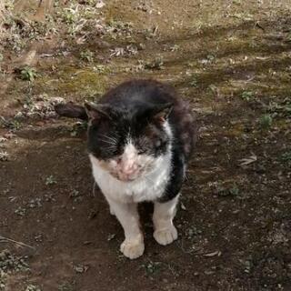 迷い猫　白黒ハチワレ雄