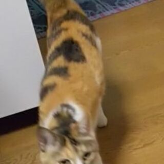 飼い猫がいなくなりました