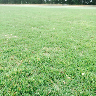    野芝☆日本芝☆激安☆★芝生★産地生産日本一★