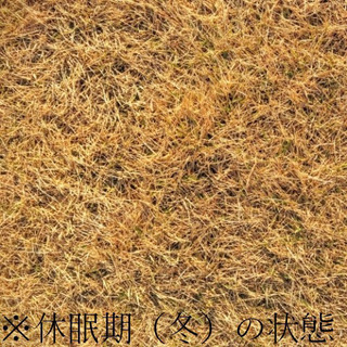    野芝☆日本芝☆激安☆★芝生★産地生産日本一★の画像