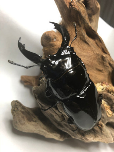レギウスオオツヤクワガタ　ペアⅠ