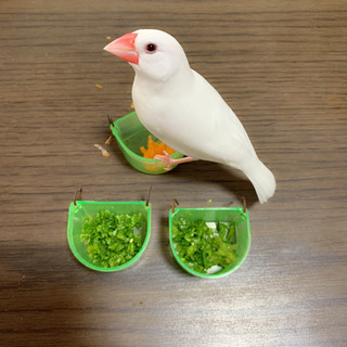 白文鳥とシナモン文鳥を探しています