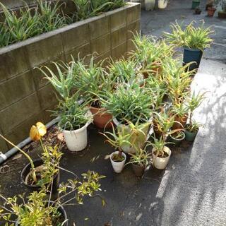 アロエの画像