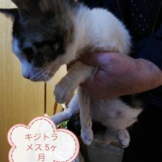 5ヶ月のメスです。多頭飼い(12匹)の飼い主が病気で緊急里親募集中！