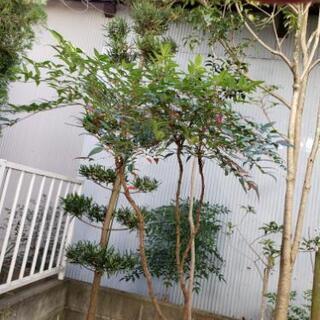 【お譲り先が決まりました】植木　庭の木　植物　南天