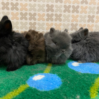 純血種ネザーランドドワーフの子うさぎ販売しています