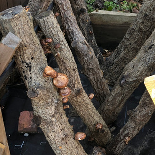 菌糸植え込み済み　椎茸原木の画像