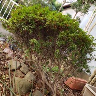 【お譲り先が決まりました】植木　庭の木　植物　さつき