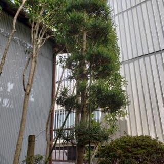 植木　庭の木　植物　槇