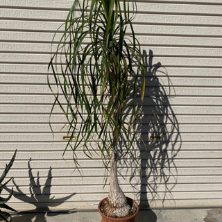 観葉植物の画像