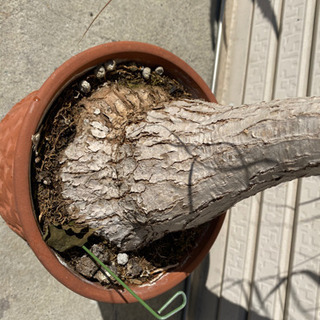 観葉植物の画像