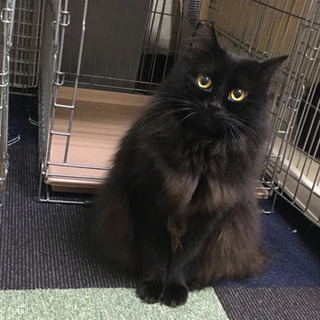 モフモフの黒猫の家族になってください。