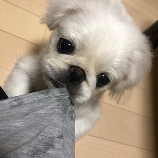 (ベル) 来月1歳。ペキニーズ 女の子