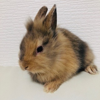  うさぎ(1ヶ月)1羽