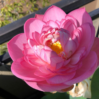 八重茶碗蓮　苗小　2株（蓮根）