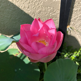 茶碗蓮　苗（蓮根）