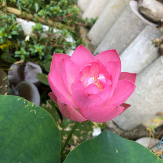 茶碗蓮　苗（蓮根）の画像