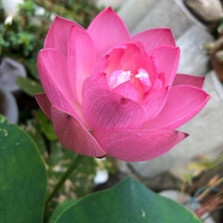 茶碗蓮　苗（蓮根）の画像