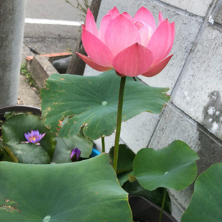 茶碗蓮　苗（蓮根）の画像