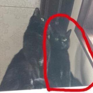 黒猫をさがしています