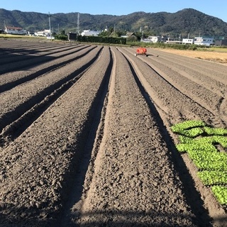 ☆簡単な野菜の収穫や梱包作業☆の画像