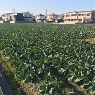 ☆簡単な野菜の収穫や梱包作業☆