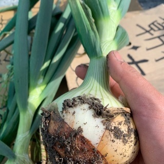 ☆簡単な野菜の収穫や梱包作業☆の画像