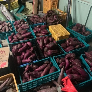 ☆簡単な野菜の収穫や梱包作業☆の画像