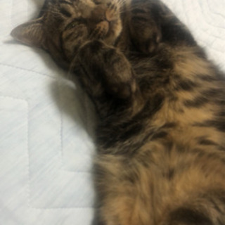 飼ってくださる方